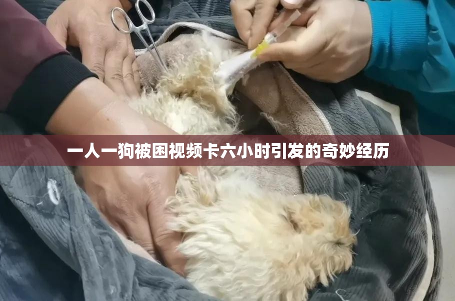 一人一狗被困視頻卡六小時引發(fā)的奇妙經歷