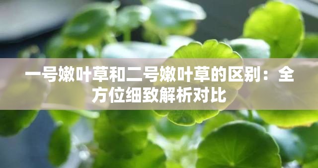 一號嫩葉草和二號嫩葉草的區(qū)別：全方位細(xì)致解析對比
