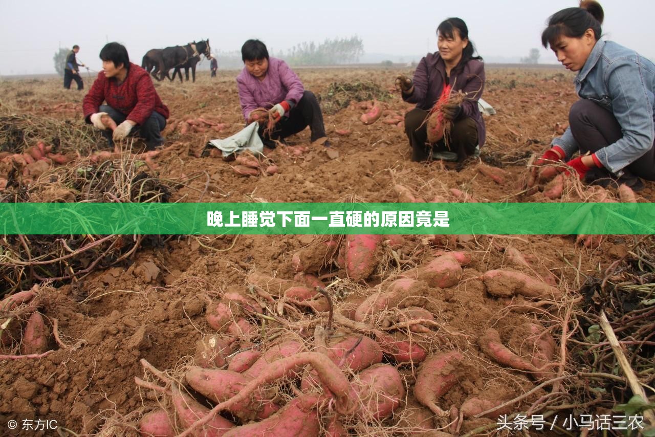 晚上睡覺(jué)下面一直硬的原因竟是