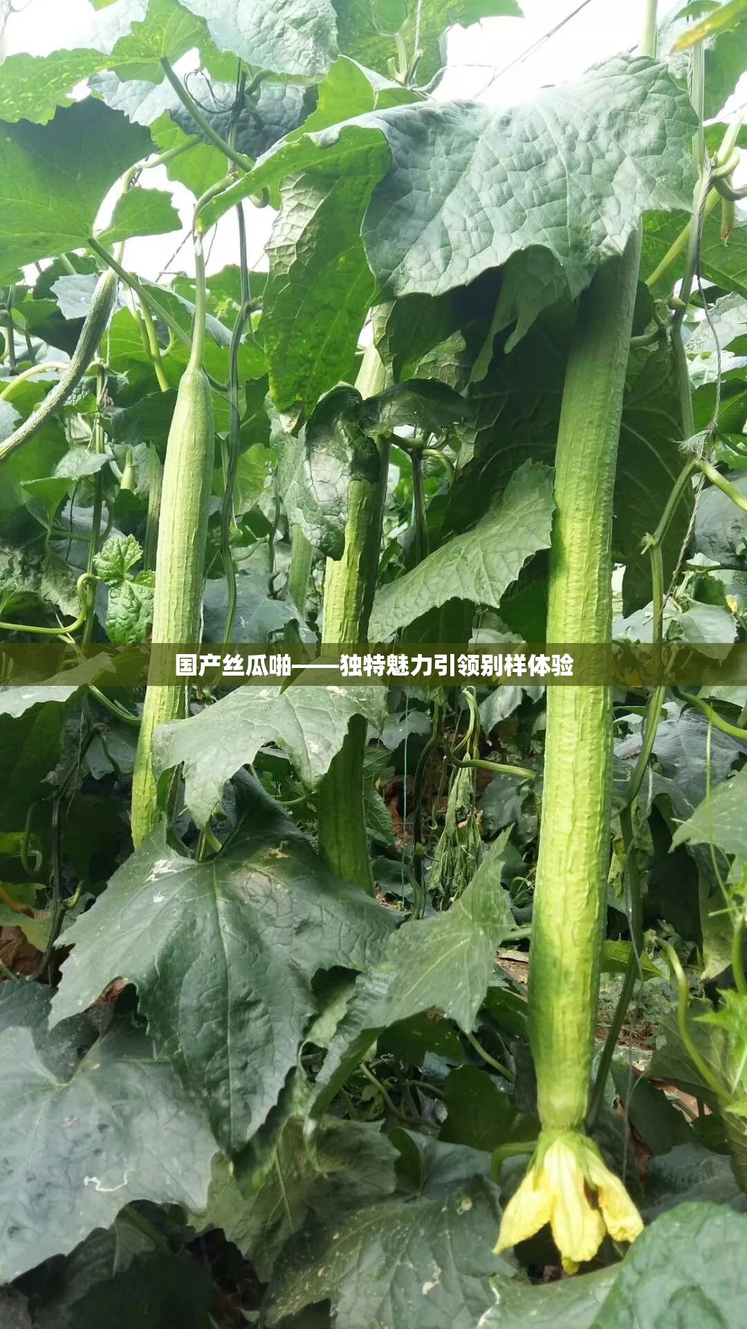 國(guó)產(chǎn)絲瓜啪——獨(dú)特魅力引領(lǐng)別樣體驗(yàn)