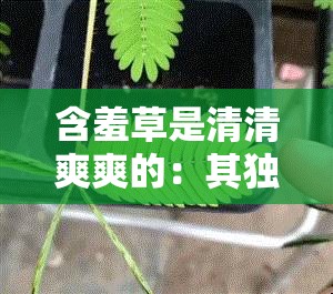 含羞草是清清爽爽的：其獨(dú)特氣質(zhì)與迷人魅力