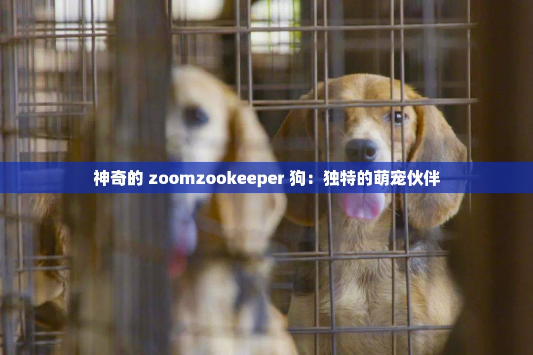 神奇的 zoomzookeeper 狗：獨(dú)特的萌寵伙伴
