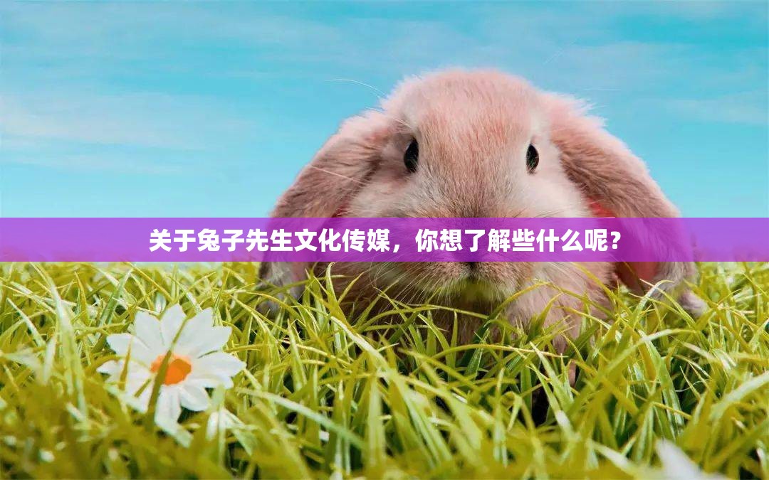 關(guān)于兔子先生文化傳媒，你想了解些什么呢？