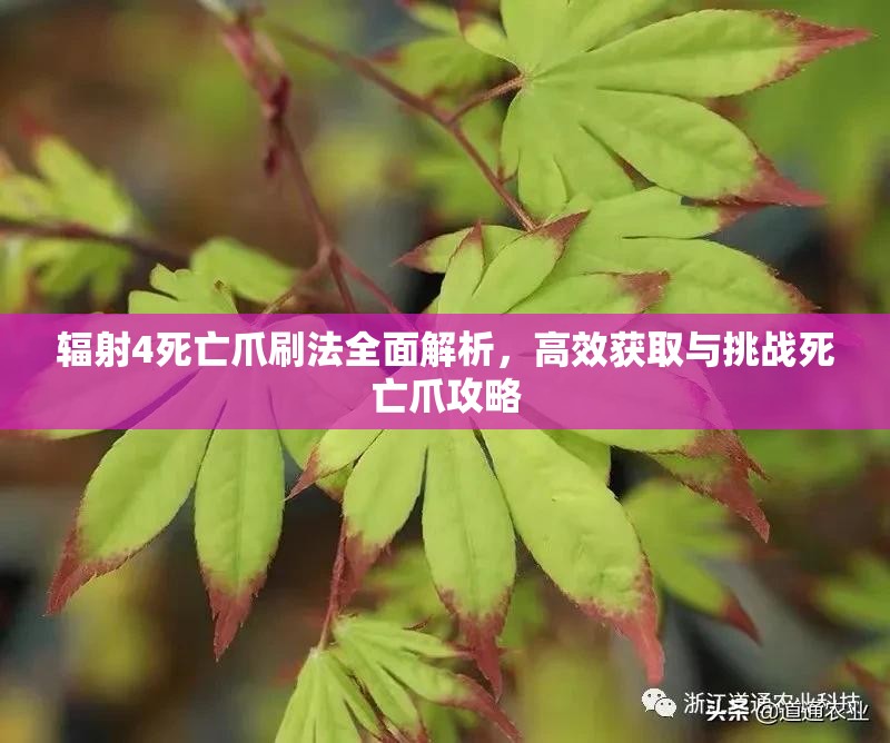 輻射4死亡爪刷法全面解析，高效獲取與挑戰(zhàn)死亡爪攻略
