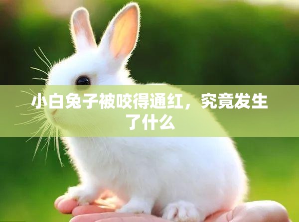 小白兔子被咬得通紅，究竟發(fā)生了什么