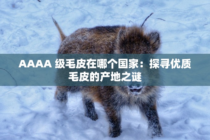 AAAA 級毛皮在哪個國家：探尋優(yōu)質(zhì)毛皮的產(chǎn)地之謎
