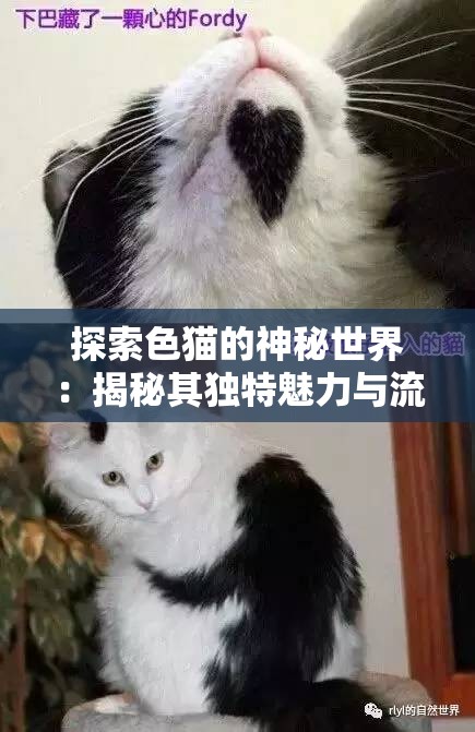 探索色貓的神秘世界：揭秘其獨(dú)特魅力與流行趨勢，帶你深入了解這一網(wǎng)絡(luò)文化現(xiàn)象