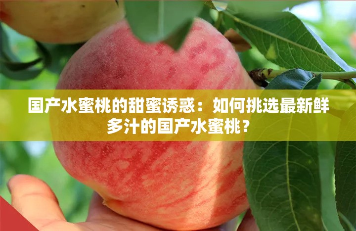 國產(chǎn)水蜜桃的甜蜜誘惑：如何挑選最新鮮多汁的國產(chǎn)水蜜桃？