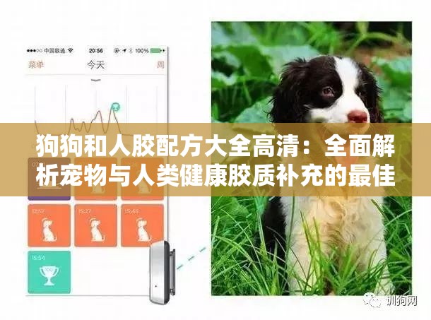 狗狗和人膠配方大全高清：全面解析寵物與人類健康膠質補充的最佳選擇
