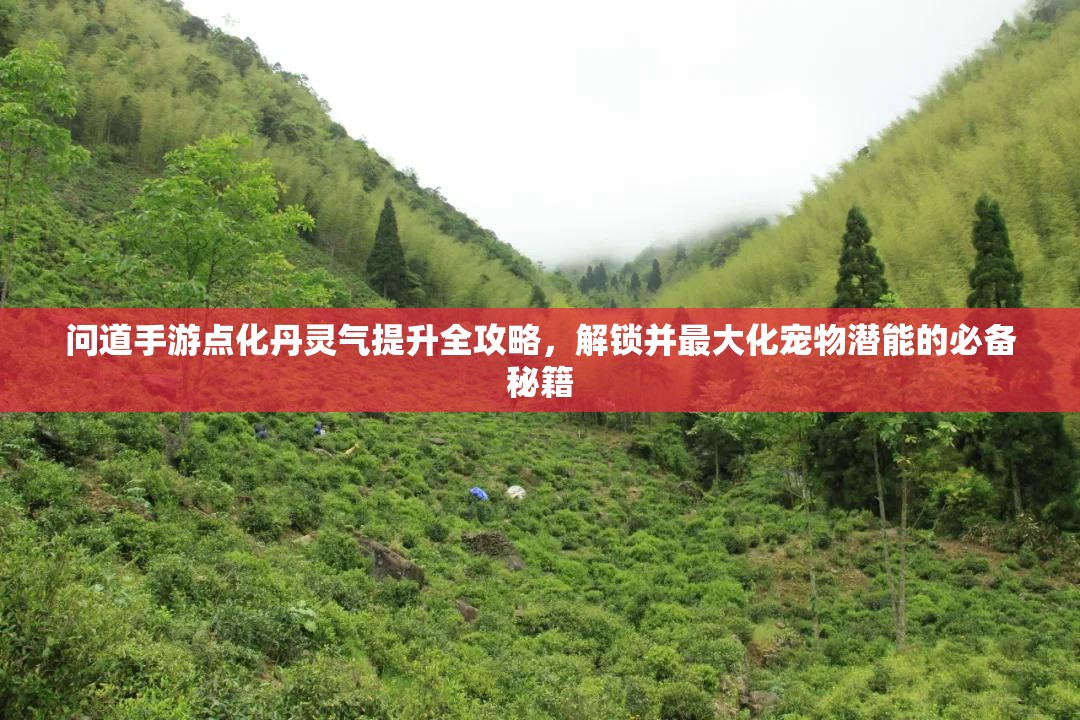 問(wèn)道手游點(diǎn)化丹靈氣提升全攻略，解鎖并最大化寵物潛能的必備秘籍