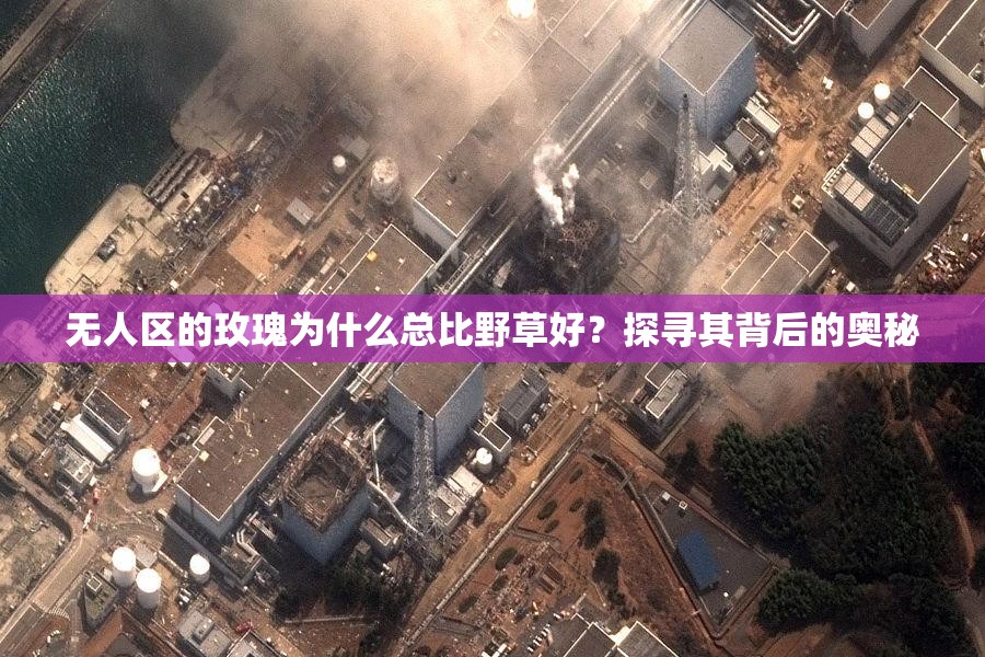 無人區(qū)的玫瑰為什么總比野草好？探尋其背后的奧秘