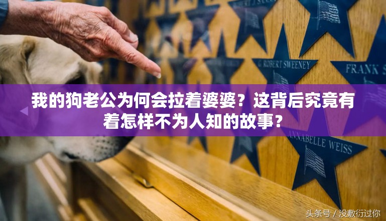 我的狗老公為何會(huì)拉著婆婆？這背后究竟有著怎樣不為人知的故事？