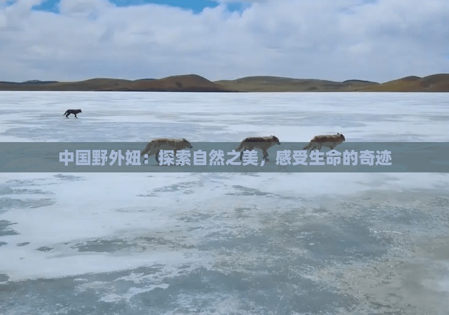 中國(guó)野外妞：探索自然之美，感受生命的奇跡
