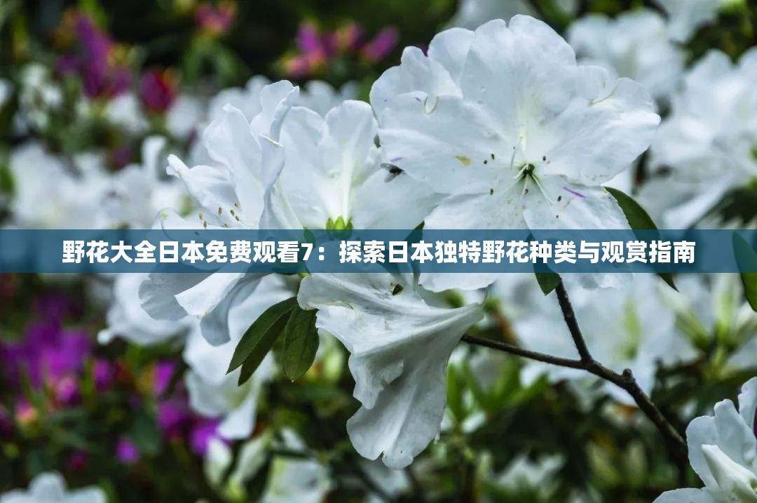 野花大全日本免費(fèi)觀看7：探索日本獨(dú)特野花種類(lèi)與觀賞指南