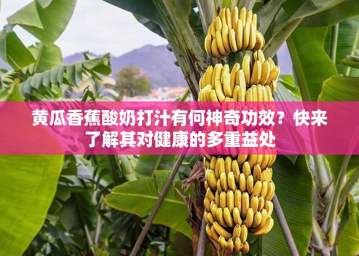 黃瓜香蕉酸奶打汁有何神奇功效？快來了解其對健康的多重益處