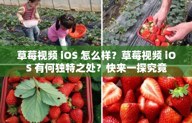 草莓視頻 iOS 怎么樣？草莓視頻 iOS 有何獨(dú)特之處？快來一探究竟