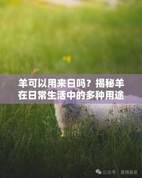 羊可以用來日嗎？揭秘羊在日常生活中的多種用途與實(shí)用技巧