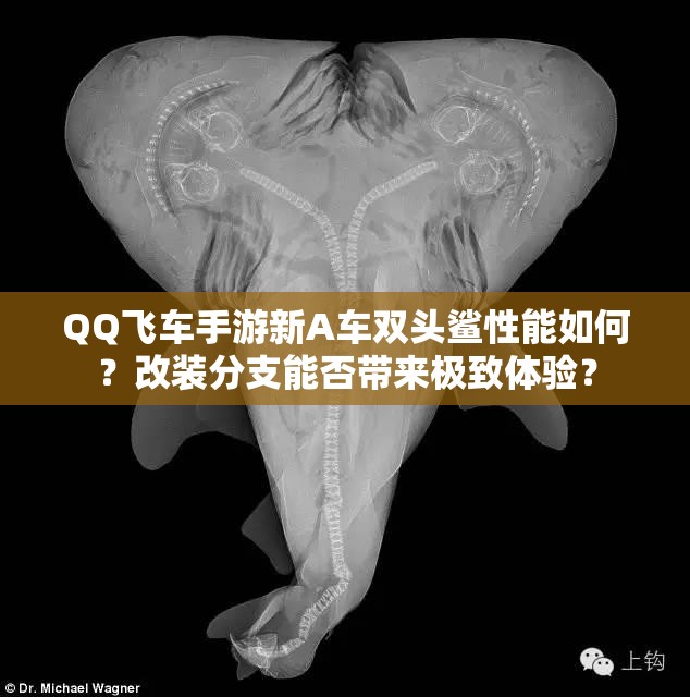 QQ飛車手游新A車雙頭鯊性能如何？改裝分支能否帶來(lái)極致體驗(yàn)？