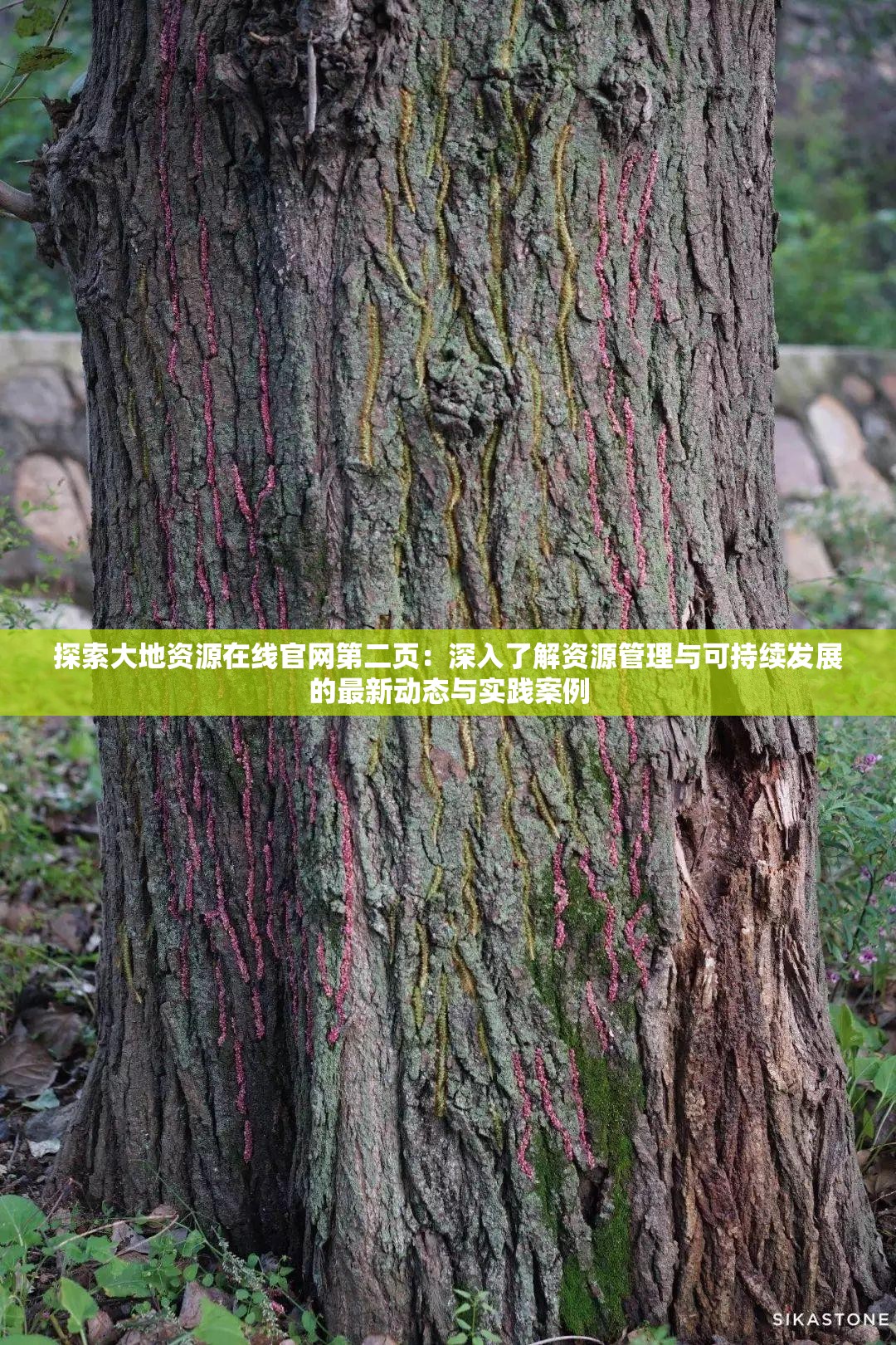 探索大地資源在線官網(wǎng)第二頁：深入了解資源管理與可持續(xù)發(fā)展的最新動(dòng)態(tài)與實(shí)踐案例