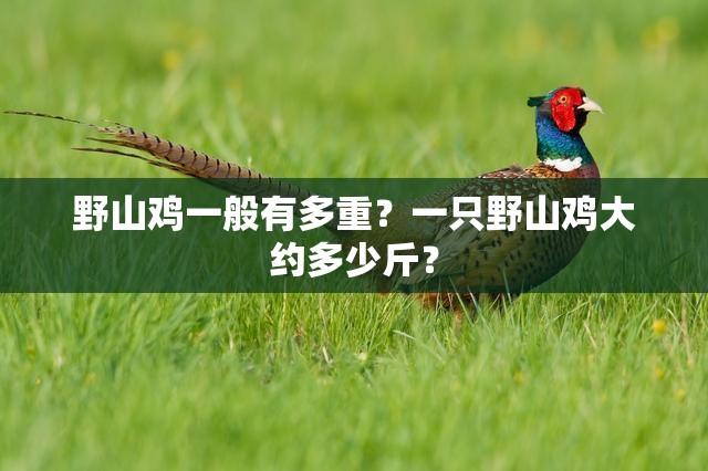 野山雞一般有多重？一只野山雞大約多少斤？