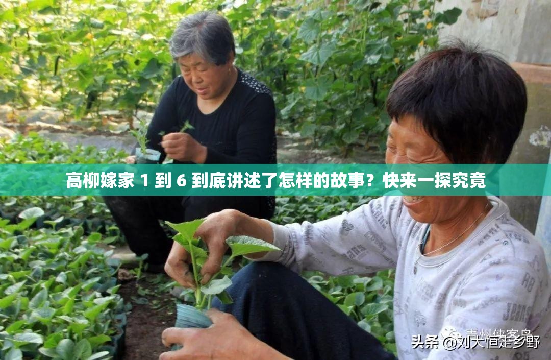 高柳嫁家 1 到 6 到底講述了怎樣的故事？快來一探究竟