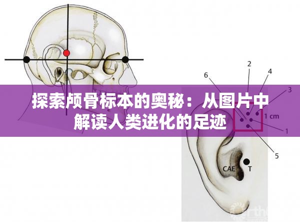 探索顱骨標(biāo)本的奧秘：從圖片中解讀人類(lèi)進(jìn)化的足跡