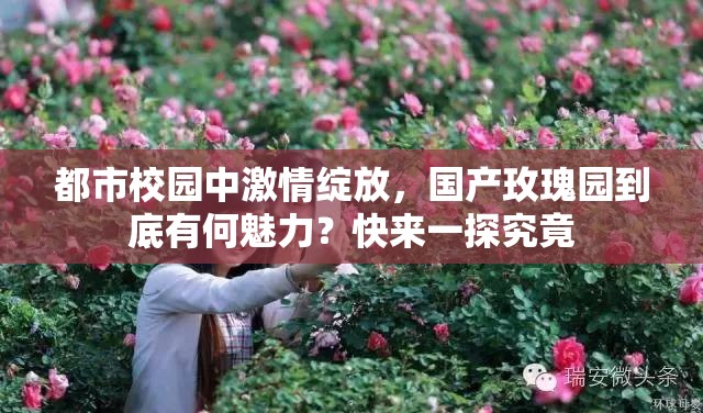 都市校園中激情綻放，國產(chǎn)玫瑰園到底有何魅力？快來一探究竟