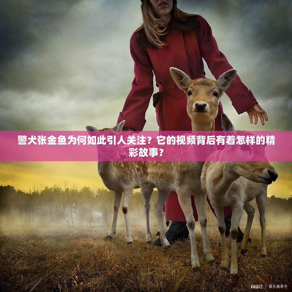警犬張金魚為何如此引人關(guān)注？它的視頻背后有著怎樣的精彩故事？