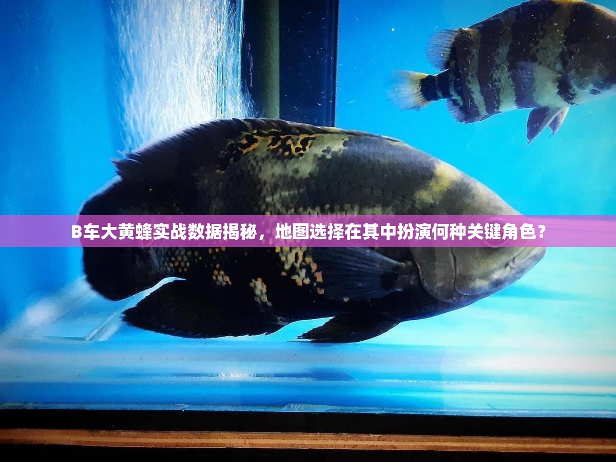 B車大黃蜂實(shí)戰(zhàn)數(shù)據(jù)揭秘，地圖選擇在其中扮演何種關(guān)鍵角色？