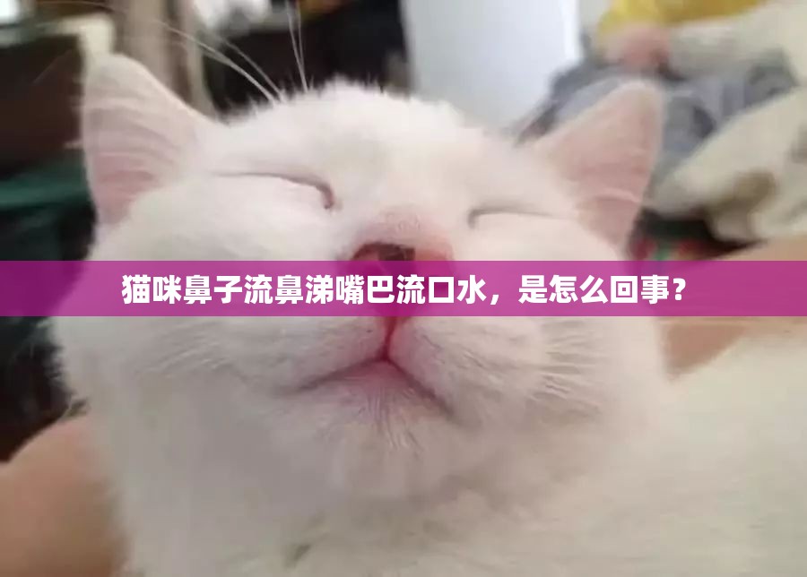 貓咪鼻子流鼻涕嘴巴流口水，是怎么回事？