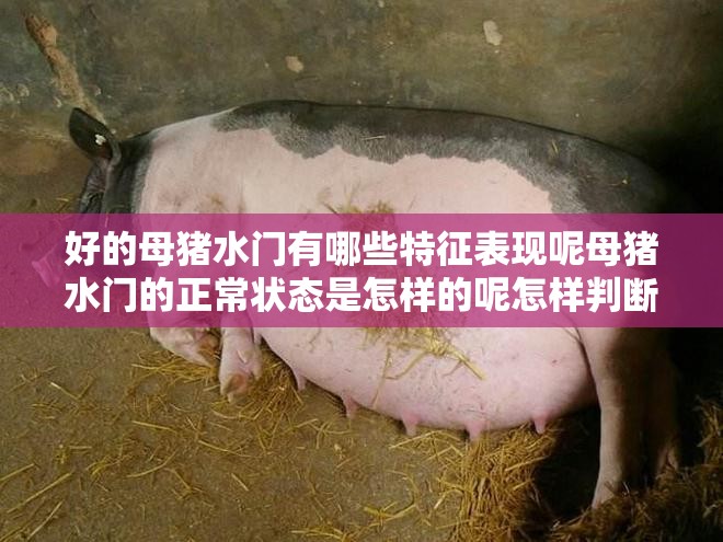 好的母豬水門(mén)有哪些特征表現(xiàn)呢母豬水門(mén)的正常狀態(tài)是怎樣的呢怎樣判斷母豬水門(mén)是否健康正常呢母豬水門(mén)異常會(huì)有哪些表現(xiàn)及原因呢母豬水門(mén)顏色等方面能反映出什么問(wèn)題呢影響母豬水門(mén)健康的因素都有哪些呢如何做好母豬水門(mén)的日常護(hù)理呢母豬水門(mén)與繁殖性能有怎樣的關(guān)聯(lián)呢母豬水門(mén)的清潔對(duì)其健康有多重要呢