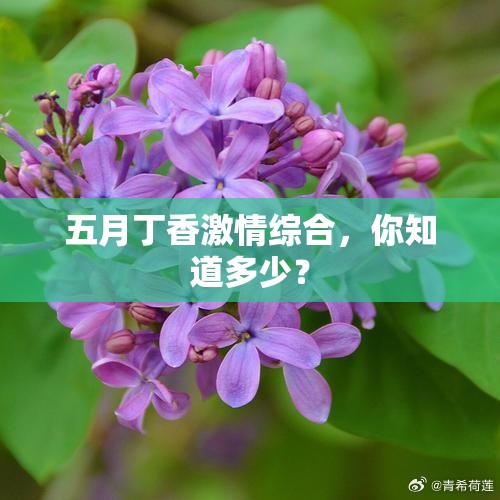 五月丁香激情綜合，你知道多少？