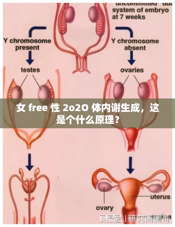 女 free 性 2o2O 體內謝生成，這是個什么原理？