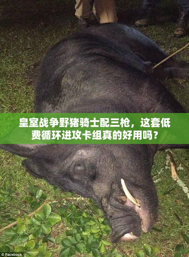 皇室戰(zhàn)爭野豬騎士配三槍，這套低費循環(huán)進攻卡組真的好用嗎？