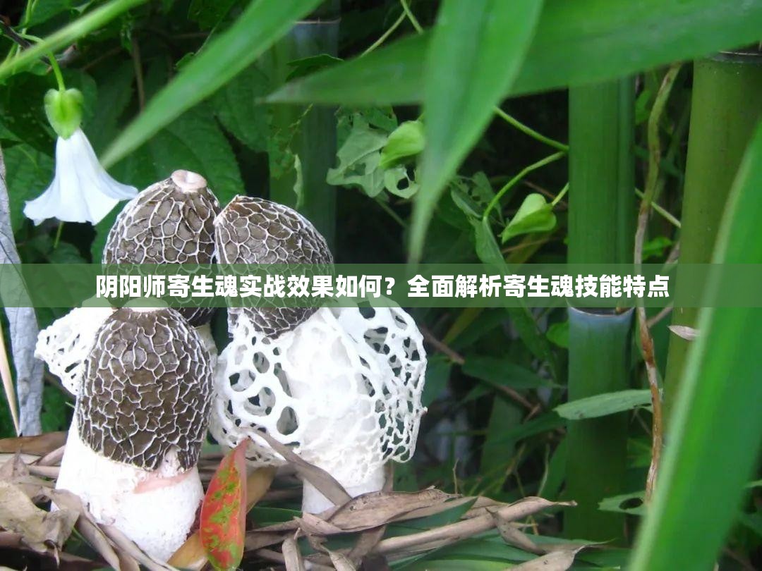 陰陽(yáng)師寄生魂實(shí)戰(zhàn)效果如何？全面解析寄生魂技能特點(diǎn)